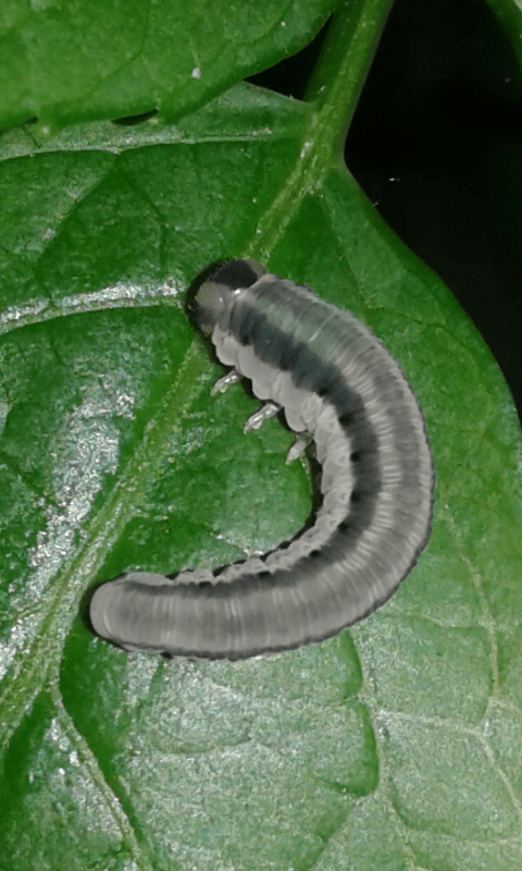 Larva di Macrophya sp. (Tenthredinidae)?